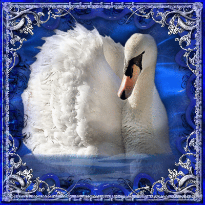 Белый лебедь