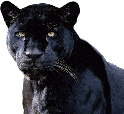 Картинки львиц, черной пантеры, тигра, ягуара и других больших кошек