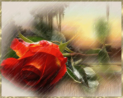 роза под дождем