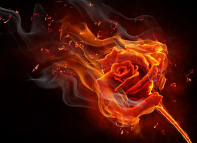 Огненная роза
