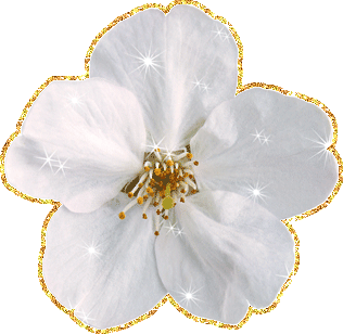 белый цветочек