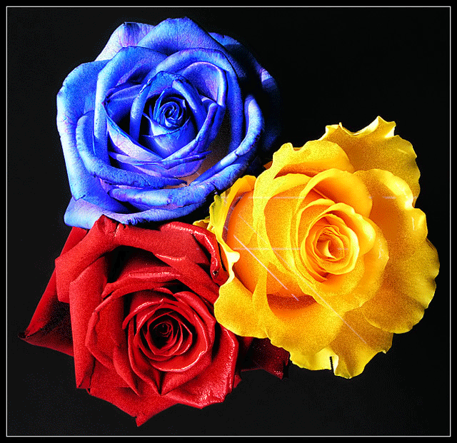 три розы
