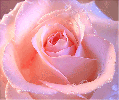 роса на розе