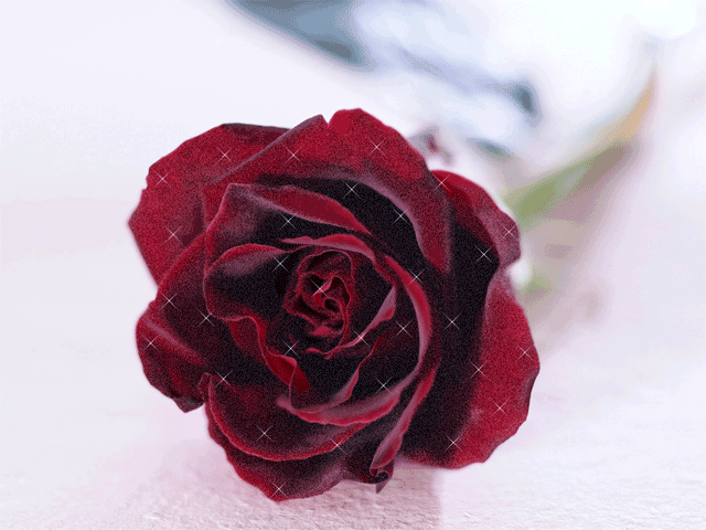 бордовая роза