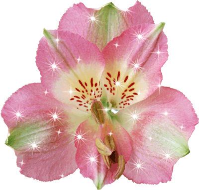 Блестящий розовый цветок