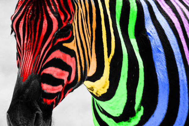 разноцветная зебра